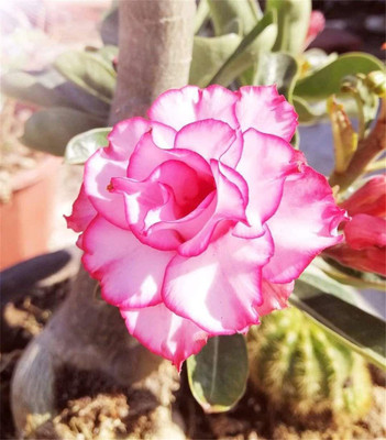 WILLVINE PAU-52 Mixed Type Adenium Obesum Desert Rose Seed(60 per packet)