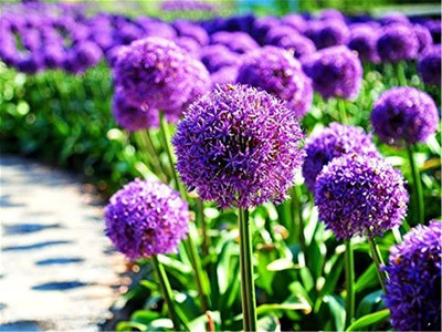 KNESSiN Easy to Grow Giant Blue Onion Flower Seeds for Home Gardening-(300 Seeds) Seed(300 per packet)