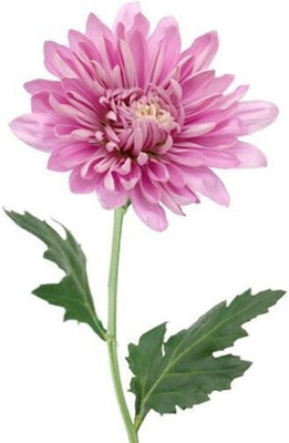 Finiox F1 HYBRID PINK CHRYSANTHEMUM FLOWER Seed(100 per packet)