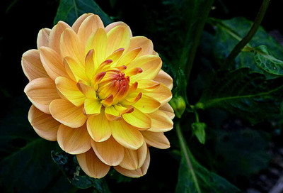BJUBAS Dahlia flower seeds for plan/Dahlia seeds Pack of 19 Seed(19 per packet)