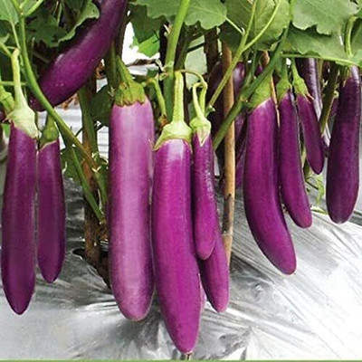 KNESSiN Early-Maturing Long Purple Halflange Violette Brinjal ( Seeds) Seed(1000 per packet)