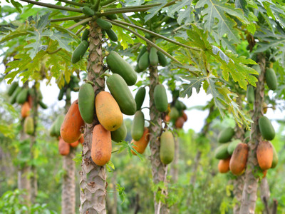 jkfarm Papaya, Pepe Seed(360 per packet)