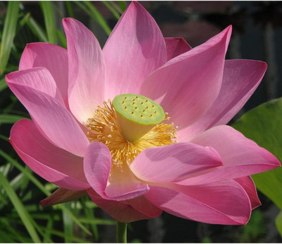 Halloseed Kamal, Kamalgatta, Lotus, Lotus flower, Lotus flower seed Seed(20 per packet)