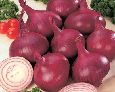 Qualtivate XXX-7A Italian Red Round Onion Seeds Seed(500 per packet)