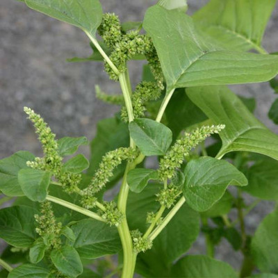 MAA Amaranthus Green Seed(160 per packet)