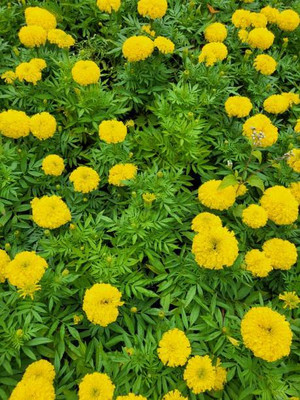GOYAL GROUP marigold/gende ka phool flower seeds Seed(25 per packet)