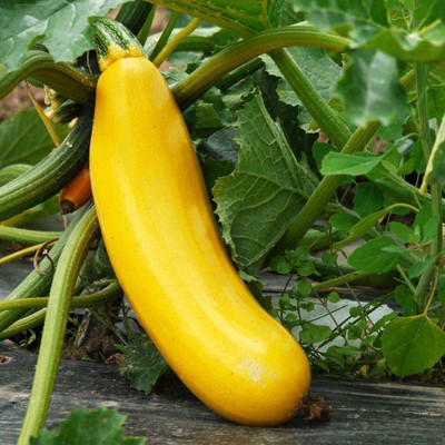 Qualtivate ICRA-8A Squash/Zucchini Organic Yellow Seed(30 per packet)