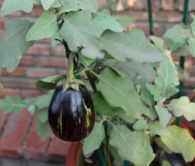 BDSresolve Brinjal seeds for planting PACK OF 161 Seed(161 per packet)