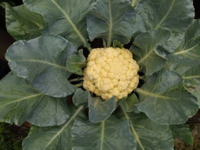 MYLAWN white cauliflower,gobhee seeds Seed(30 per packet)