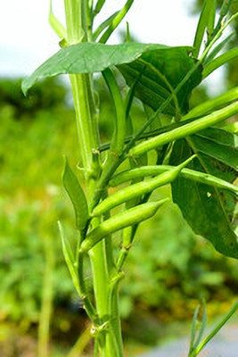 XOLDAA CLUSTER BEANS SEEDS Seed(35 per packet)