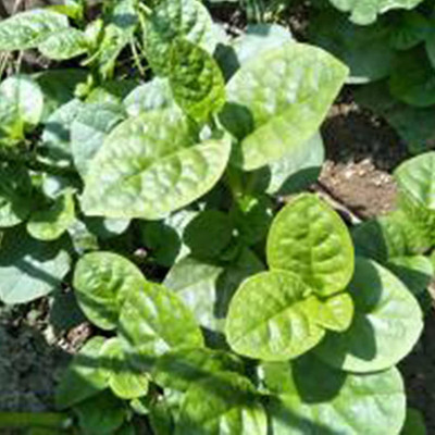 CYBEXIS Organic Malabar Spinach Seeds2000 Seeds Seed(2000 per packet)
