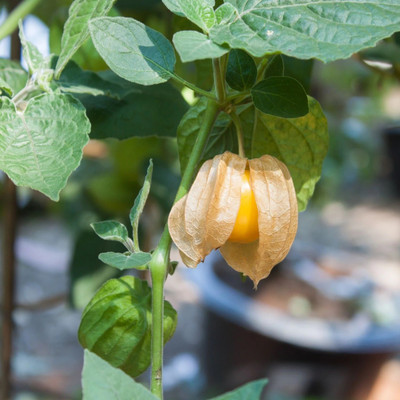 Quentova Cape Gooseberry Seeds Seed(75 per packet)