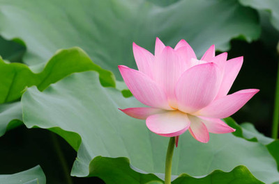 Rawmest lotus,kamal gatta Seed(15 per packet)