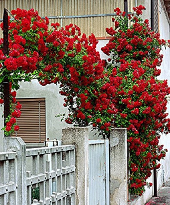 LPR FLOWER MIX Seed(30 per packet)