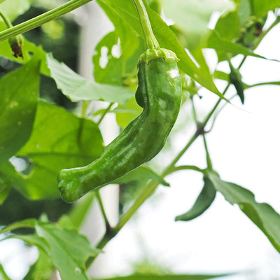 CYBEXIS Culinary Herb Seed Packet:Shishito Pepper2400 Seeds Seed(2400 per packet)