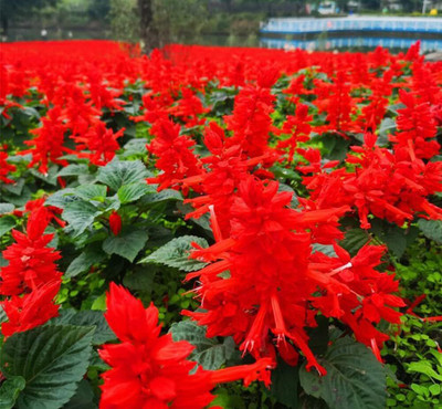 Qualtivate HUA-266 Salvia Coccinea- Scarlet Sage Seed(200 per packet)