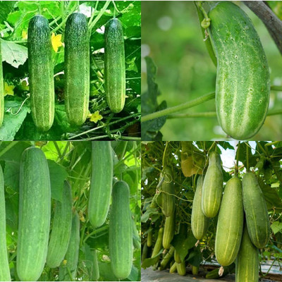 ibains All season cucumber seeds Kakari sosa seeds pack of 20 Seed(20 per packet)