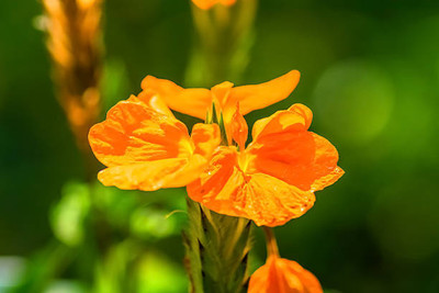 Natures Yard kanakambaram-firecracker-crossandra Seed(21 per packet)