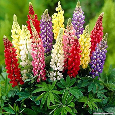 AMAJIT Lupin Hybrid Mix Colors Flower Seeds, High Germination, 27 Seed(27 per packet)