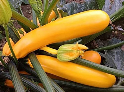 Qualtivate NBIR-639 Yellow Long Zucchini Summer Squash Seed(100 per packet)