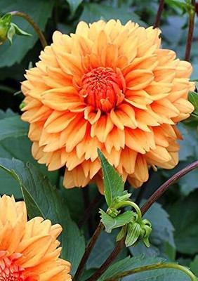 CRGO DAHLIA Seed(50 per packet)