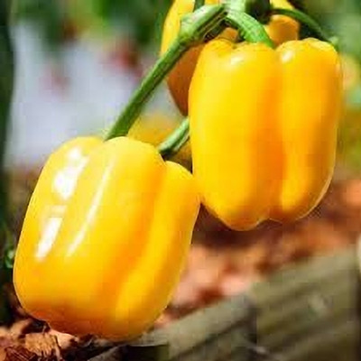 Aywal Capsicum- Shimla Mirch Seed(100 per packet)