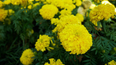 Kritanjali Creations marigold/gende ka phool flower seeds Seed(50 per packet)