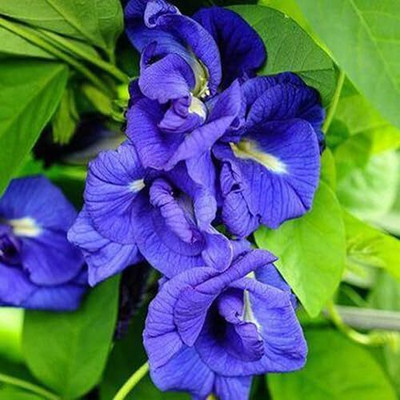 GREENSEA Butterfly Pea/Aparajita Seeds for Home Garden | Easy Growing Seed(33 per packet)