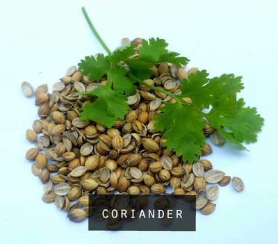CRGO CORIANDER , HARA DHANIYA Seed(20 per packet)