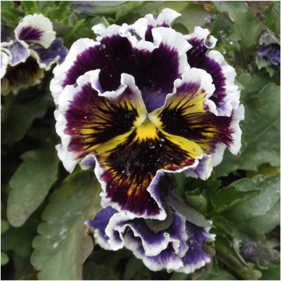 WILLVINE ™ Rococo Pansy Mixture (Viola Germania)-2000 SEEDS Seed(2000 per packet)
