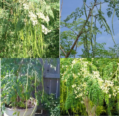 ibains Drumstick seeds for farming bij 37 Seed(37 per packet)
