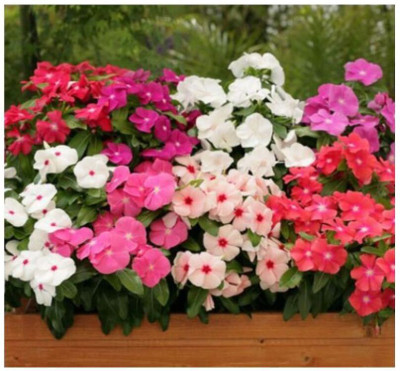 Pbevergreen Vinca Mixed Hybrid Flower Seed(150 per packet)