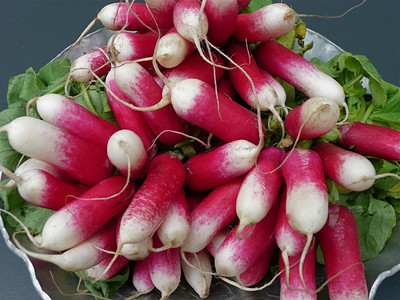 CYBEXIS Organic DUETT Early spring radish2400 Seeds Seed(2400 per packet)