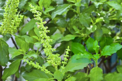 Khushi Prova Green Tulsi Seeds For Gardening Seed(232 per packet)