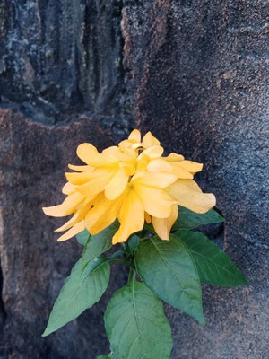 Prizex kanakambaram-firecracker-crossandra Seed(80 per packet)