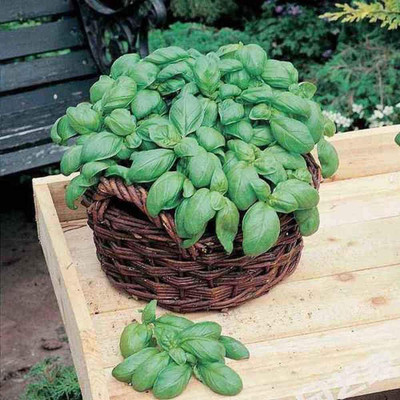 KNESSiN Basil Non-GMO Herbs Year-Round Suitable for Balcony Kitchen Garden[400 Seeds] Seed(400 per packet)