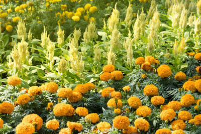 Dream Team marigold/gende ka phool flower seeds Seed(50 per packet)