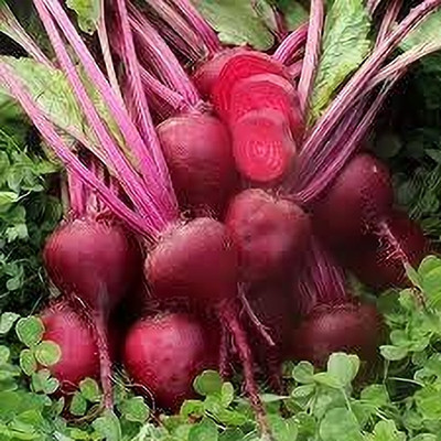 LPR CHUKANDAR,,BEETROOT Seed(200 per packet)