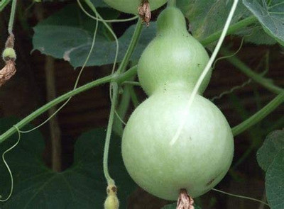 VibeX LX-30 - Ornamental Birdhouse Bottle Gourd - (300 Seeds) Seed(300 per packet)