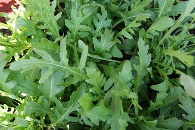 CYBEXIS NDIR-17 - Wild Arugula - (2250 Seeds) Seed(2250 per packet)