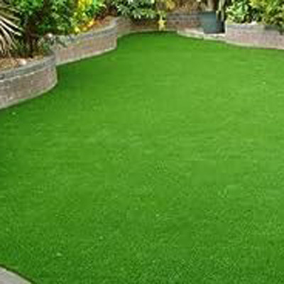 SeeGreen Maxican bermuda celebration grass seed/Lawn Grass 20 Seed(11719 per packet)