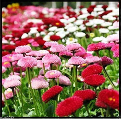 CYBEXIS VVI-89 - ENGLISH DAISY Double Mix - (60 Seeds) Seed(60 per packet)