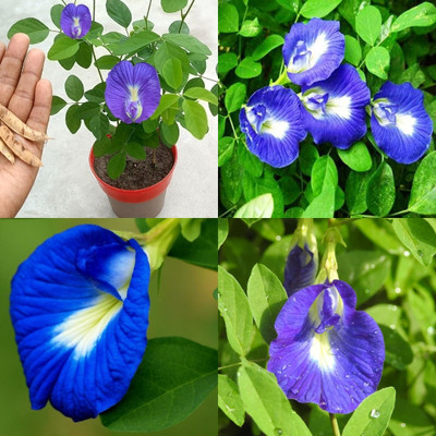 ibains Aparajita seeds bij 57 Seed(57 per packet)