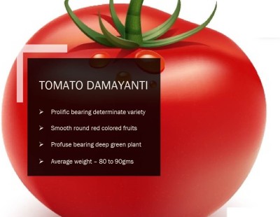 VibeX TOMATO DAMAYANTI SEEDS(250 Seeds) Seed(250 per packet)