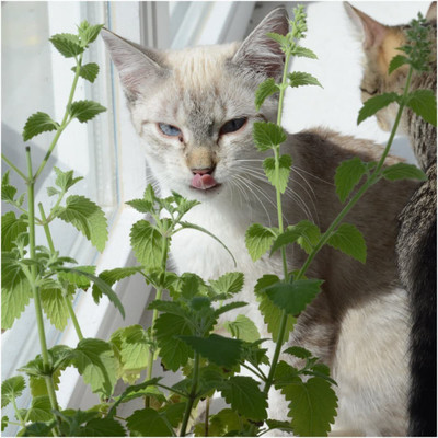 CYBEXIS GUA-83 - Catnip - (4500 Seeds) Seed(4500 per packet)