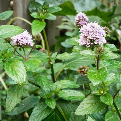 CYBEXIS VVI-4 - Peppermint Herb Plant - (450 Seeds) Seed(450 per packet)