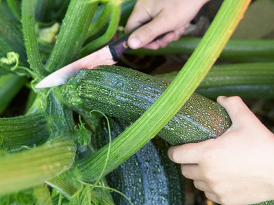 CYBEXIS Heirloom Zucchini Seeds400 Seeds Seed(400 per packet)