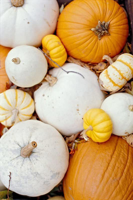 CYBEXIS LX-13 - Pumpkin Premium Hybrid Quality - (300 Seeds) Seed(300 per packet)