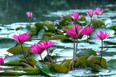 DROXTY lotus,kamal gatta Seed(11 per packet)