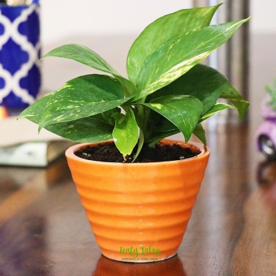 Leafy Tales Green Money Plant+Orange ConicalCeramic Seed(1 per packet)